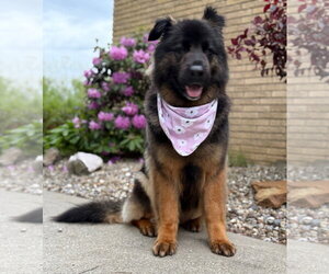 Sammy - Female German Shepherd Dog Dog for Adoption - Photo #3