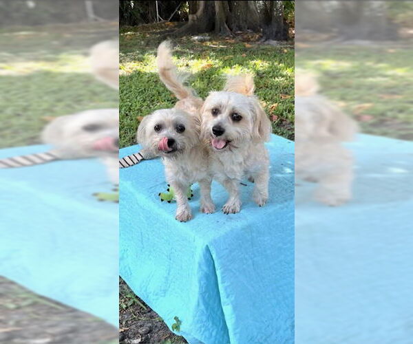 Medium Photo #14 Shih Tzu Puppy For Sale in Weston, FL, USA