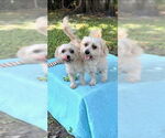 Small #13 Shih Tzu