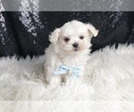 Small #3 Maltese