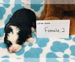 Small Photo #18 Bernese Mountain Dog Puppy For Sale in ATKINSON, NE, USA