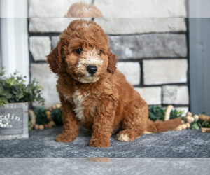 Medium Goldendoodle (Miniature)