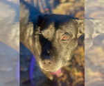 Small #7 Boxer Mix