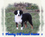 Image preview for Ad Listing. Nickname: Tevis