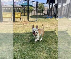 Staffordshire Bull Terrier Dogs for adoption in Temple, TX, USA