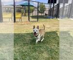 CARMEN - Female Staffordshire Bull Terrier Dog for Adoption - Small photo