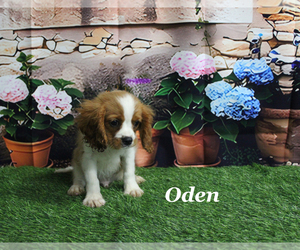 Cavalier King Charles Spaniel Puppy for sale in CHANUTE, KS, USA