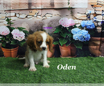 Small Cavalier King Charles Spaniel