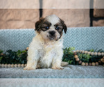 Small Photo #8 Shih Tzu Puppy For Sale in SUGARCREEK, OH, USA