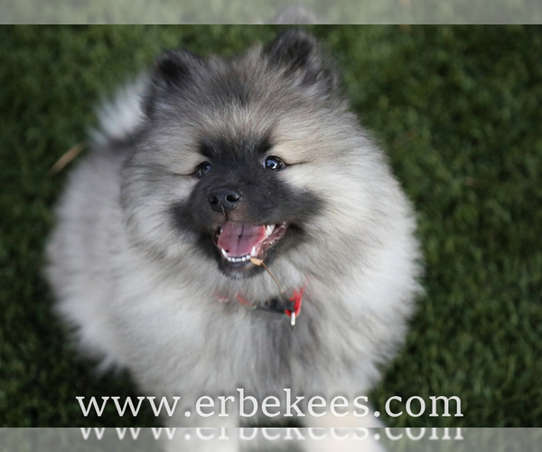 Medium Photo #14 Keeshond Puppy For Sale in FAYETTEVILLE, TN, USA