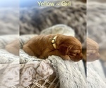 Puppy Yellow Golden Retriever