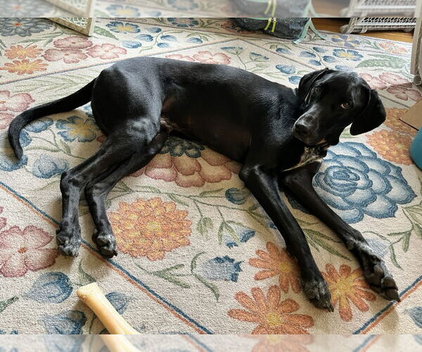 Medium Photo #12 Doberman Pinscher-Great Pyrenees Mix Puppy For Sale in Buffalo, MN, USA