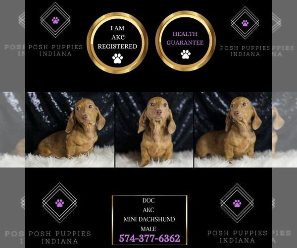 Medium Photo #7 Dachshund Puppy For Sale in WARSAW, IN, USA
