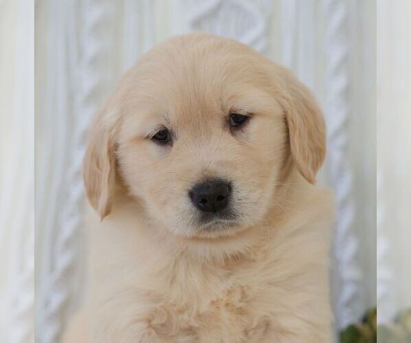 Medium Photo #4 Golden Retriever Puppy For Sale in NEWPORT, PA, USA