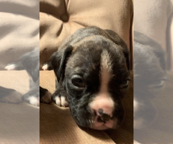 Medium Photo #6 Boxer Puppy For Sale in MECHANICS GROVE, PA, USA