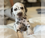 Puppy Blue Dalmatian