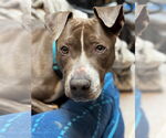 Small #3 American Pit Bull Terrier Mix