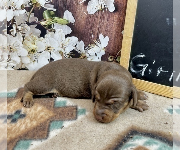 Medium Photo #13 Dachshund Puppy For Sale in CASSVILLE, MO, USA