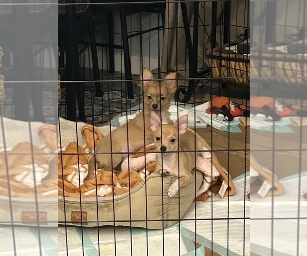 Medium Photo #2 Chihuahua Puppy For Sale in PHILADELPHIA, PA, USA