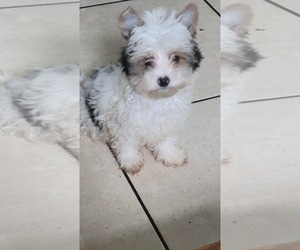 Biewer Terrier Puppy for sale in VERO BEACH, FL, USA