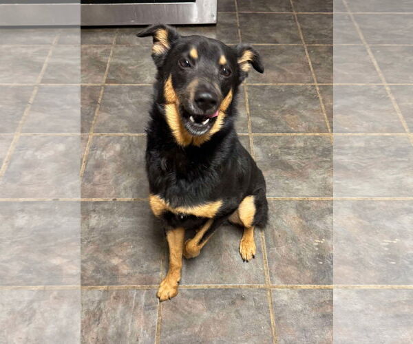 Medium Photo #2 Australian Kelpie-Unknown Mix Puppy For Sale in Germantown, OH, USA