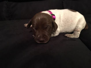 German Shorthaired Pointer Puppy for sale in MOUNT ALTO, WV, USA