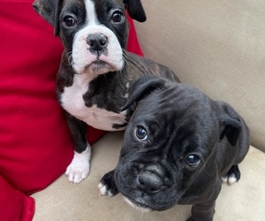 Boxer Puppy for sale in HINSDALE, MA, USA