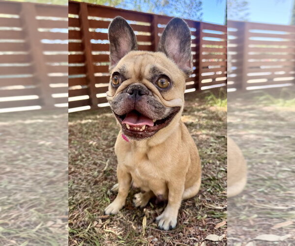 Medium Photo #3 French Bulldog Puppy For Sale in Marina Del Rey, CA, USA