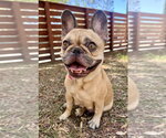 Small Photo #3 French Bulldog Puppy For Sale in Marina Del Rey, CA, USA