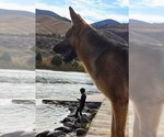Small #3 German Shepherd Dog