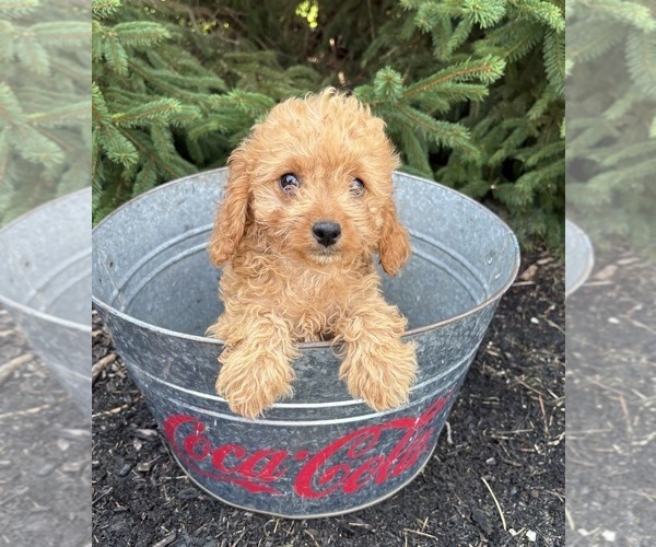 Medium Photo #1 Cavapoo mix (+ Poodle Miniature) Puppy For Sale in MIDDLEBURY, IN, USA
