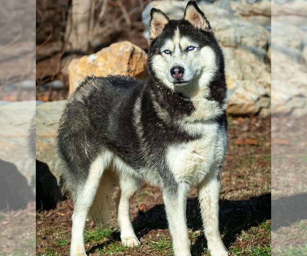 Medium Photo #2 Siberian Husky Puppy For Sale in Severn, MD, USA