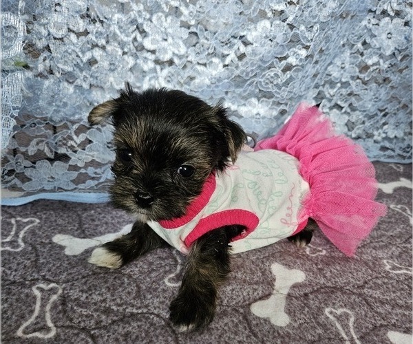 Medium Photo #1 Morkie Puppy For Sale in SARASOTA, FL, USA