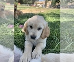 Small Photo #6 Golden Retriever Puppy For Sale in WELDON, CA, USA