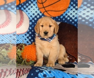 Golden Retriever Puppy for sale in KIRKWOOD, PA, USA