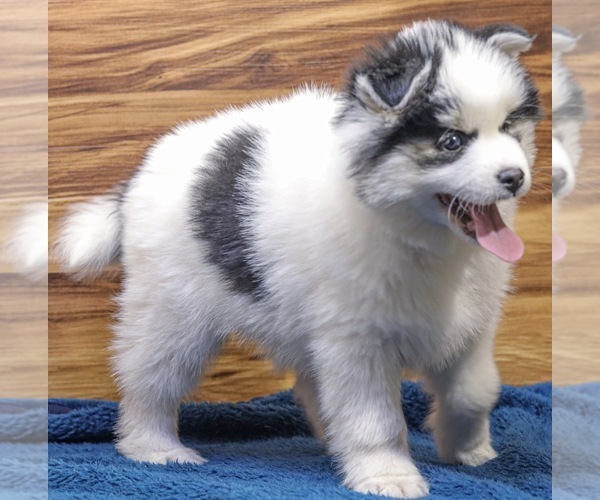 Full screen Photo #4 Pomsky Puppy For Sale in TAMPICO, IL, USA