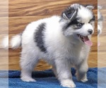 Small Photo #4 Pomsky Puppy For Sale in TAMPICO, IL, USA