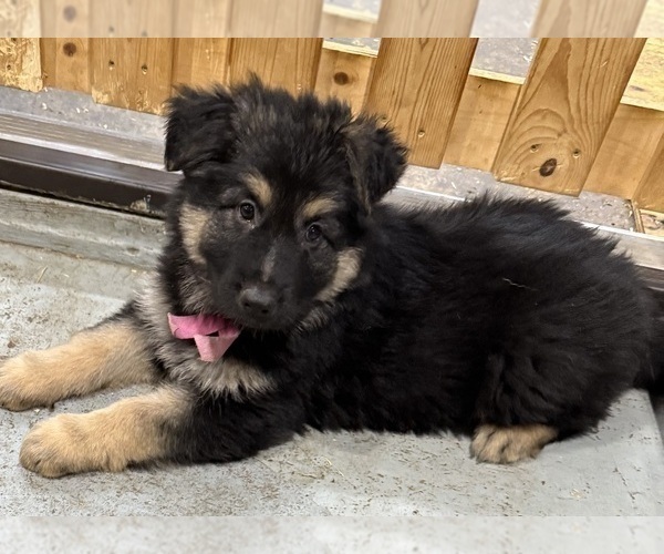 Medium Photo #3 German Shepherd Dog Puppy For Sale in BRIGHTON, CO, USA