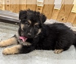 Small #2 German Shepherd Dog