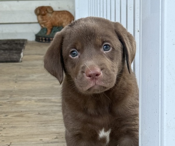 Medium Photo #6 Labrador Retriever Puppy For Sale in SPOTSYLVANIA, VA, USA