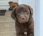 Small #5 Labrador Retriever