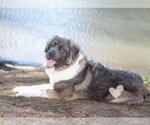 Small #1 Mutt