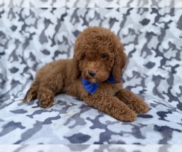 Medium Photo #2 Cock-A-Poo Puppy For Sale in LAKELAND, FL, USA