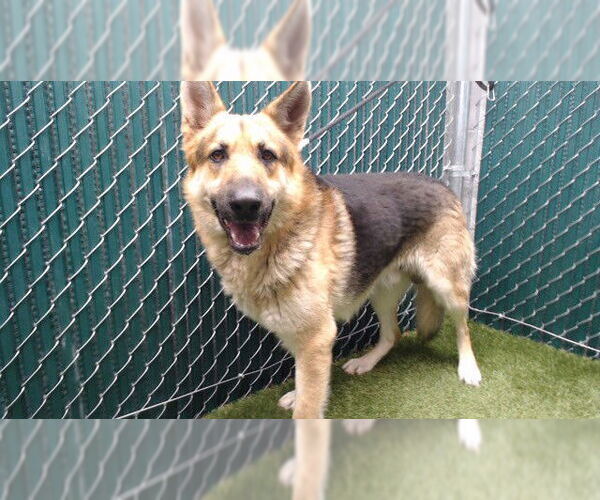 Medium Photo #1 German Shepherd Dog Puppy For Sale in Downey, CA, USA
