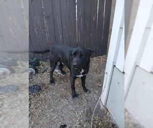 Labrador Retriever Dogs for adoption in San Antonio, TX, USA