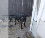 Small Labrador Retriever