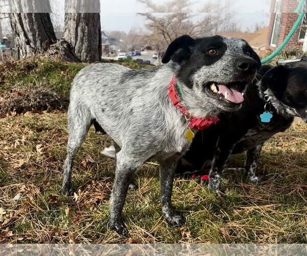 Medium Photo #6 Mutt Puppy For Sale in Sandy, UT, USA