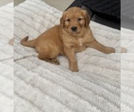 Small #3 Golden Retriever