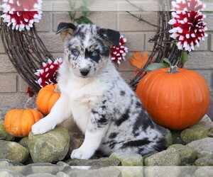 Australian Shepherd-Siberian Husky Mix Puppy for sale in FREDERICKSBG, OH, USA