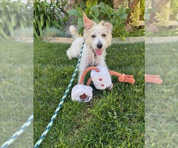 Medium Photo #1 Mutt Puppy For Sale in Victorville, CA, USA